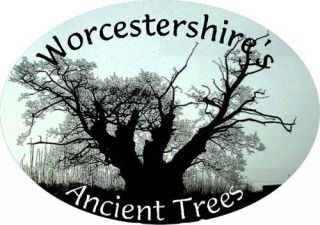 Worcestershire Ancient Tree project logo