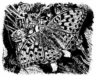 High Brown Fritillary