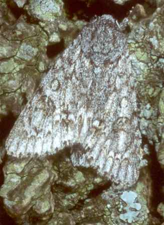 Acronicta aceris