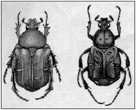 chafers